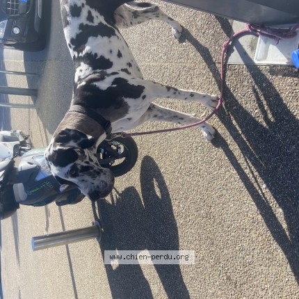 Photo de chien trouvé à Vannes
