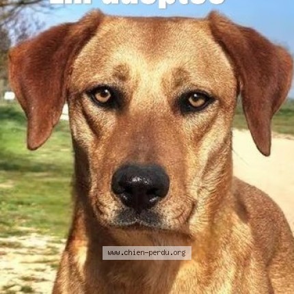 Photo de chien perdu à Brignoles