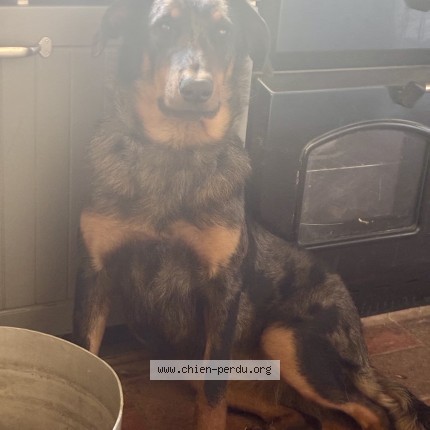 Photo de chien perdu à Tancoigne