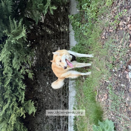 Photo de chien trouvé à Ax Les Thermes