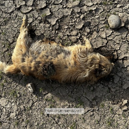 Photo de chien trouvé à Aurec Sur Loire