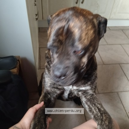 Photo de chien perdu à Dehault