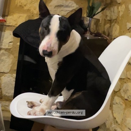 Photo de chien perdu à Fumel