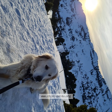 Photo 1/1 Leone Chien perdu à Plateau des petites roches