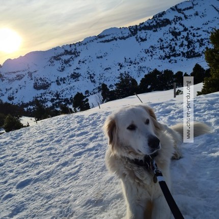 Photo 1/1 Chien retrouvé Perdu à Plateau Des Petites Roches