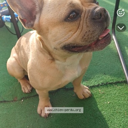 Photo de chien perdu à Alata