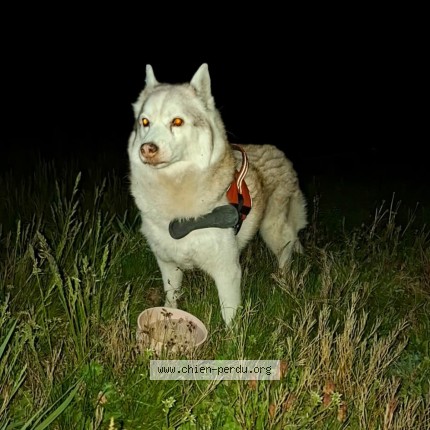 Photo 1/1 Chien retrouvé Trouvé à Pontvallain