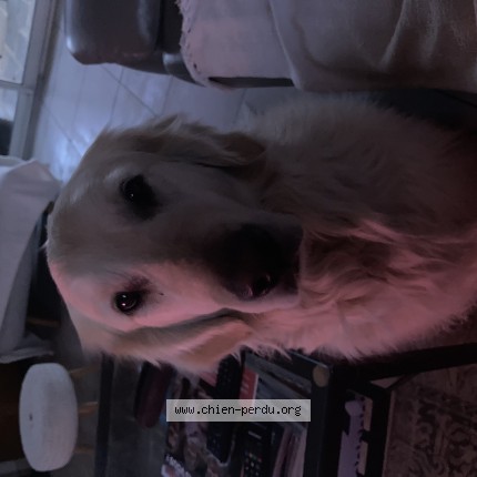 Photo de chien perdu à Rabastens