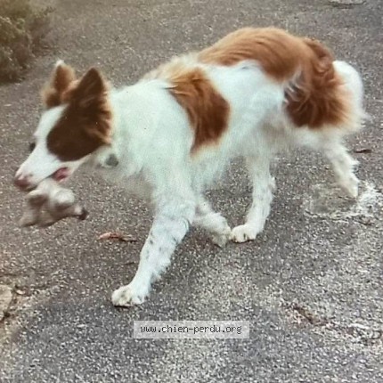 Photo de chien perdu à Tournus