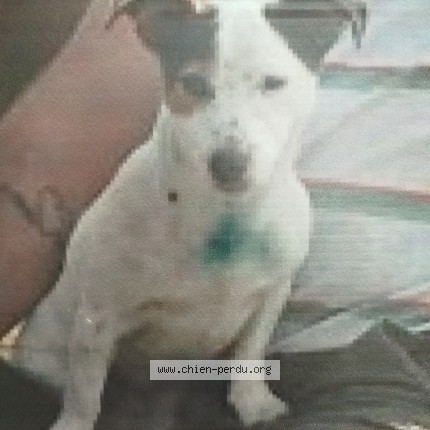 Photo de chien perdu à Salses Le Chateau