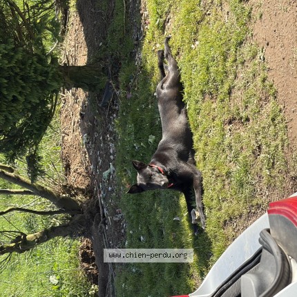 Photo de chien perdu à Saint Pierre Du Chemin