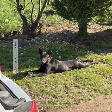 Photo 1/1 Chien retrouvé Perdu à Saint Pierre Du Chemin