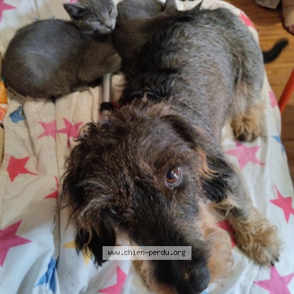 Photo de chien perdu à Pont L Eveque