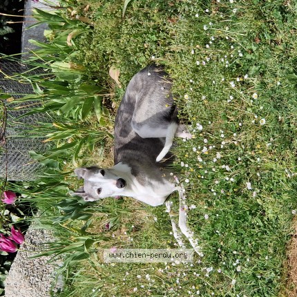 Photo de chien trouvé à Oree D Anjou
