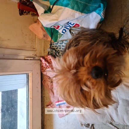 Photo de chien trouvé à Saint Yrieix Sur Charente