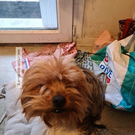 Photo 1/1 Chien retrouvé Trouvé à Saint Yrieix Sur Charente