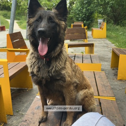 Photo de chien perdu à La Courneuve