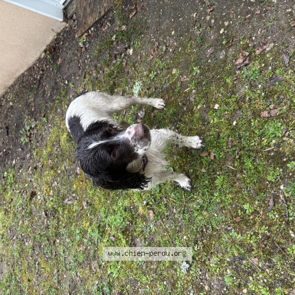 Photo 1/1 Chien trouvé Trouvé à Dampierre en burly