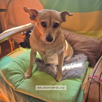 Photo de chien perdu à Vitrolles