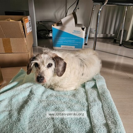 Photo de chien perdu à Laroque D Olmes