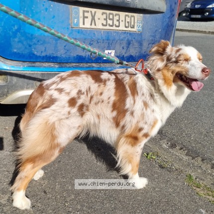 Photo de chien trouvé à Saint Brieuc