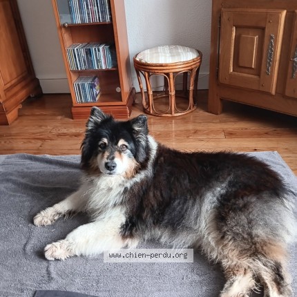 Photo de chien perdu à Valeuil