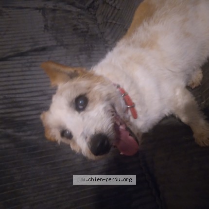 Photo de chien trouvé à Belbeuf