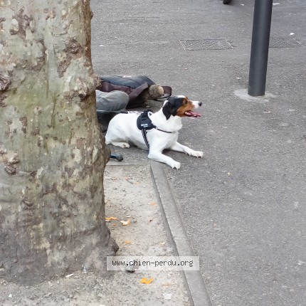 Photo 1/1 Chien trouvé Trouvé à Marseille