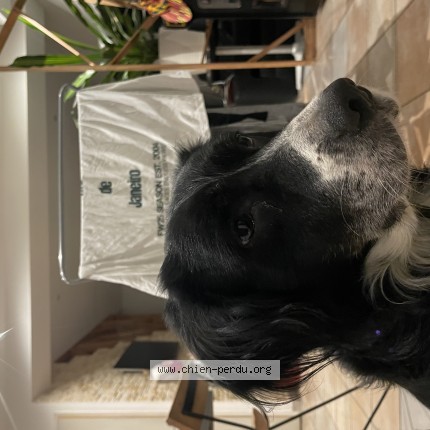 Photo de chien perdu à Garons