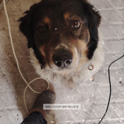 Photo de chien perdu à Mehers