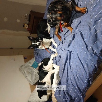 Photo de chien perdu à Vauvillers