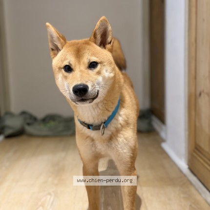 Photo de chien perdu à Monteux