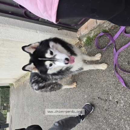 Photo de chien trouvé à Toulon