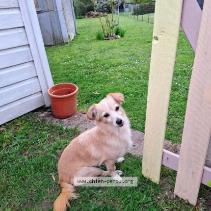 Photo de chien perdu à Nogent Sur Marne