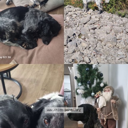 Photo 1/1 percedess Chien perdu à Sisteron