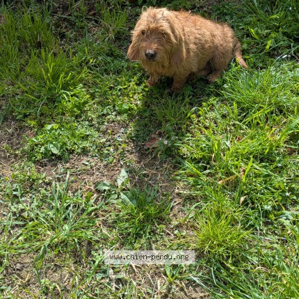 Photo de chien trouvé à Moragne