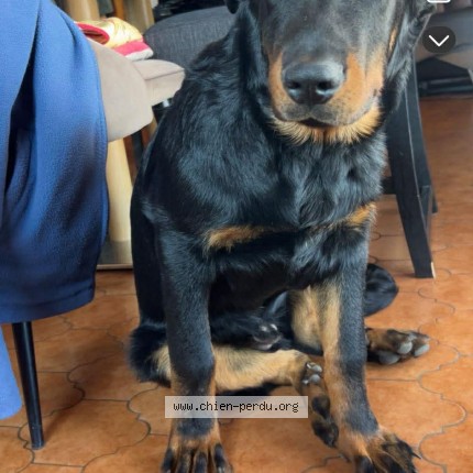 Photo 1/1 Chien retrouvé Perdu à Gap