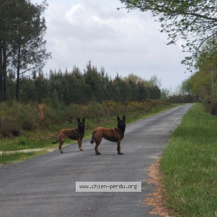 Photo 2/2 Chien trouvé Trouvé à St magne