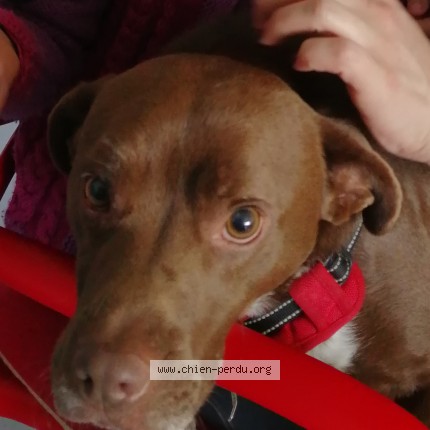 Photo 1/1 Bobby Chien perdu à Saint agathon