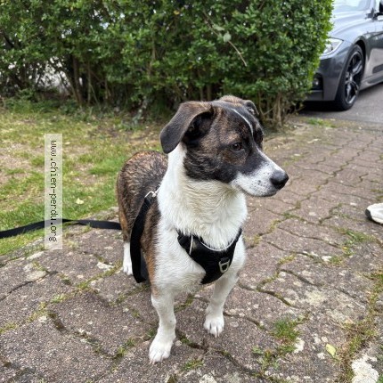 Photo 1/1 Chien retrouvé Trouvé à Jarville La Malgrange