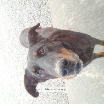 Photo 1/1 Chien trouvé Trouvé à Saint denis de jouhet