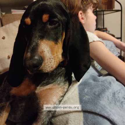 Photo 1/1 Ajax Chien perdu à Saint gregoire