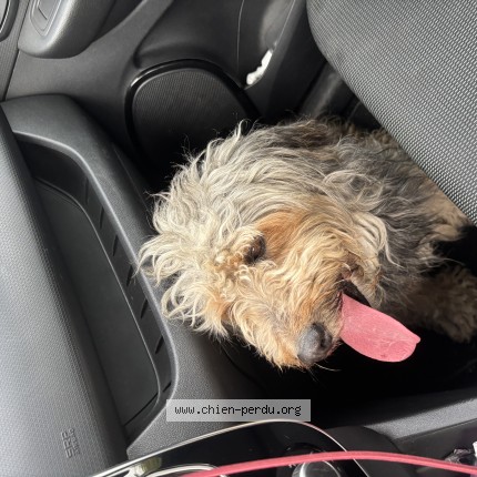 Photo de chien trouvé à Saint Denis De Pile