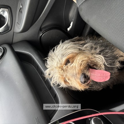 Photo de chien trouvé à Saint Denis De Pile