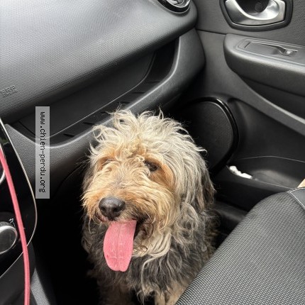 Photo 1/1 Chien retrouvé Trouvé à Saint Denis De Pile
