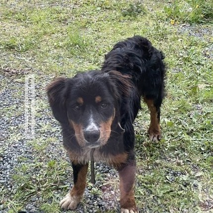 Photo de chien trouvé à Plougonver