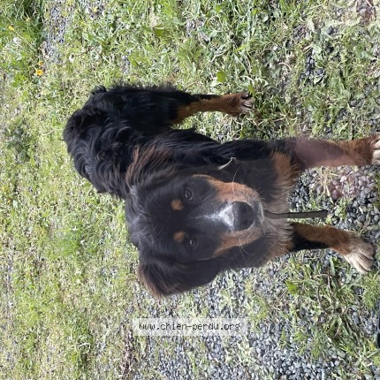 Photo 2/2 Chien trouvé Trouvé à Plougonver