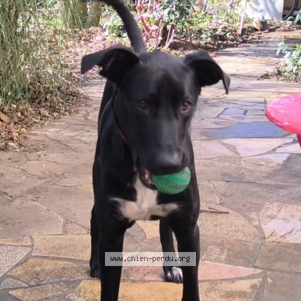 Photo 1/1 noka Chien perdu à Merville