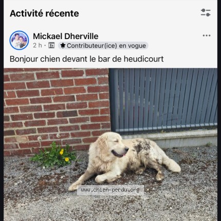 Photo 1/1 TANGO Chien perdu à Guyencourt saulcourt