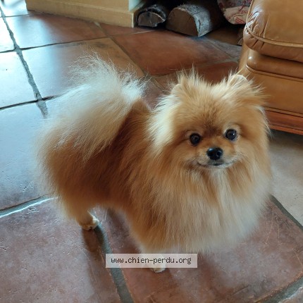 Photo 1/1 TEDDY BEAR Chien perdu à Saint forgeux lespinasse